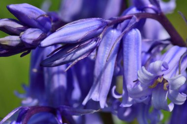 bluebellls
