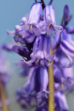 bluebellls