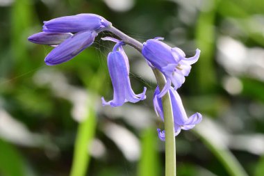 BlueBell çiçeği (sümbül olmayan metinler))