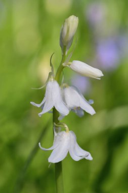 Bluebell (Hyacinthoides olmayan betik)