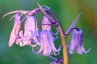 Bluebell çiçek