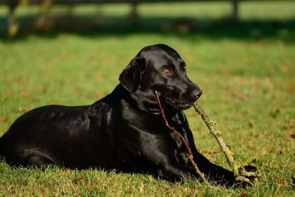 Zwarte Labrador kauwt op een stok — Stockfoto