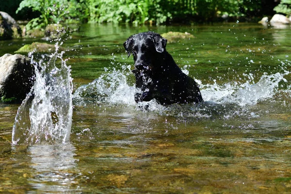 Svart labrador spelar i vattnet — Stockfoto