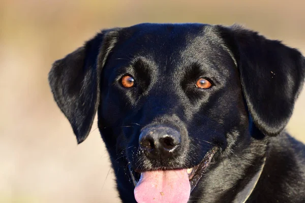 Schwarzer Labrador-Kopfschuss — Stockfoto