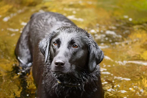 Soggy doggy — Stock fotografie