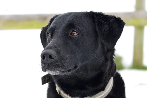 Black Labrador in the snow — Stock Photo, Image