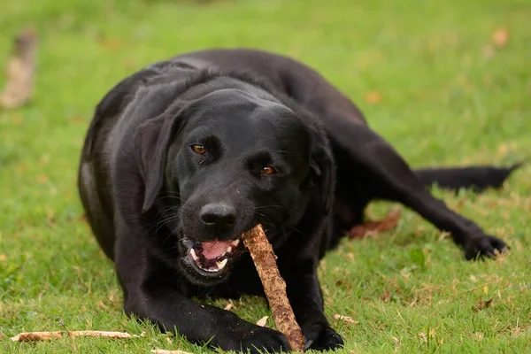 Zwarte Labrador met een stok — Stockfoto