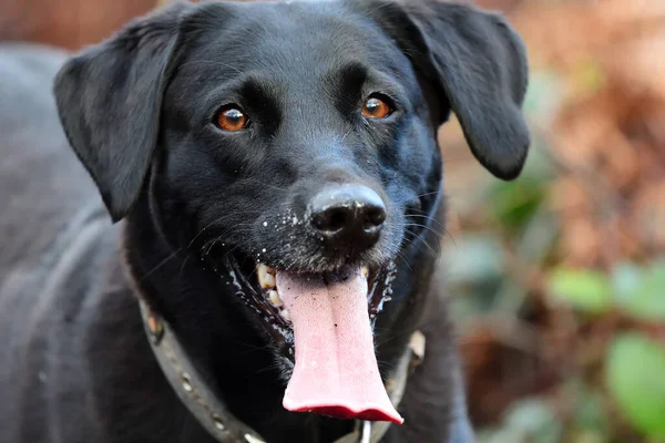 Porträt eines schwarzen Labradors — Stockfoto