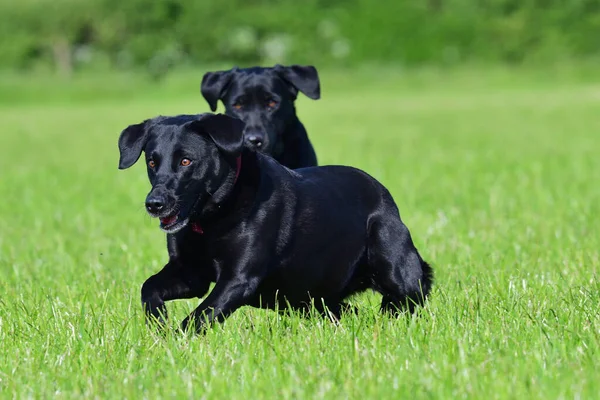 Czarny labrador — Zdjęcie stockowe