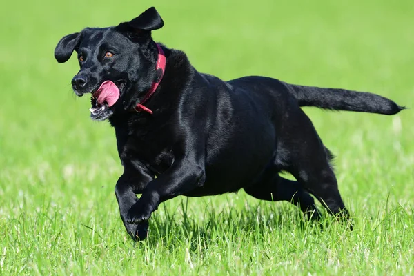 Labrador negro retriever —  Fotos de Stock