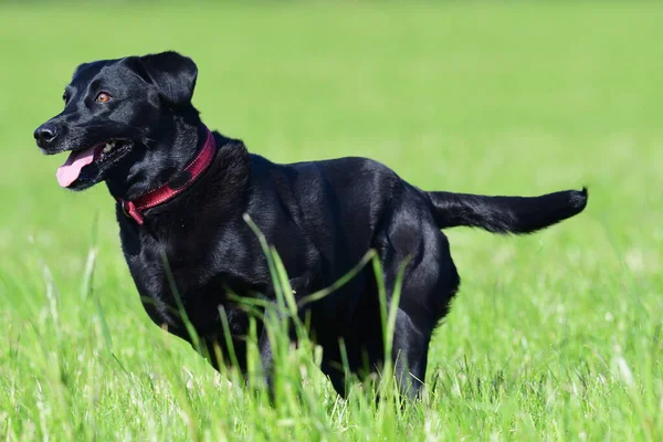 Labrador negro —  Fotos de Stock