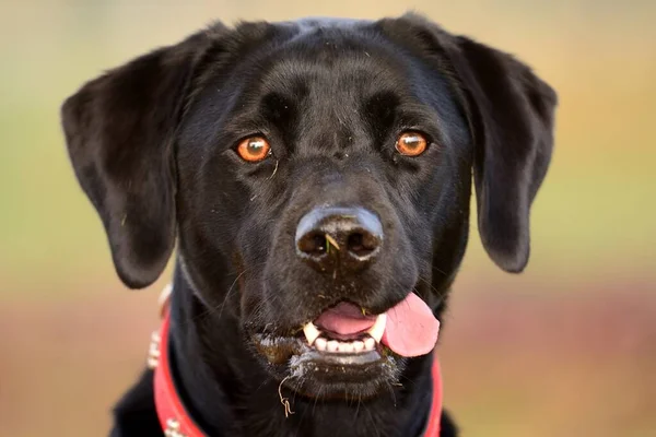 Porträt eines schwarzen Labradors — Stockfoto