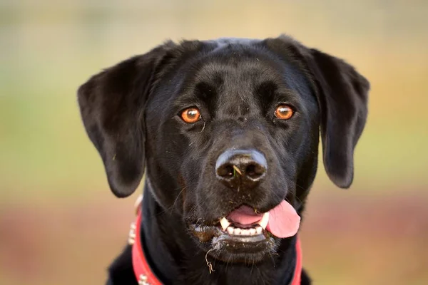 Porträt eines schwarzen Labrador Retrievers — Stockfoto