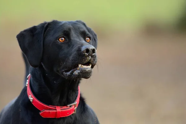 Fekete labrador — Stock Fotó