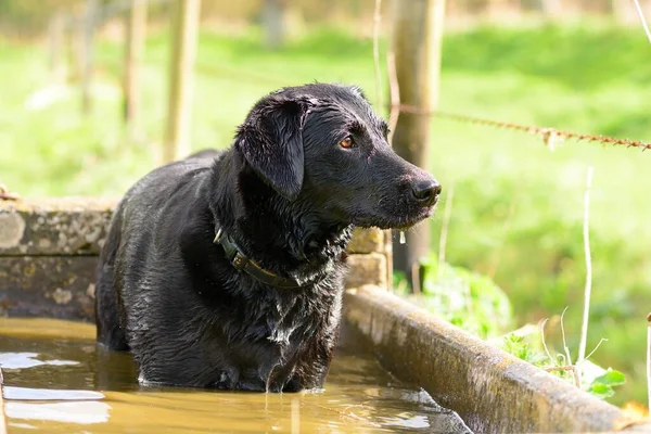 Kara Labrador bir su yalağında
