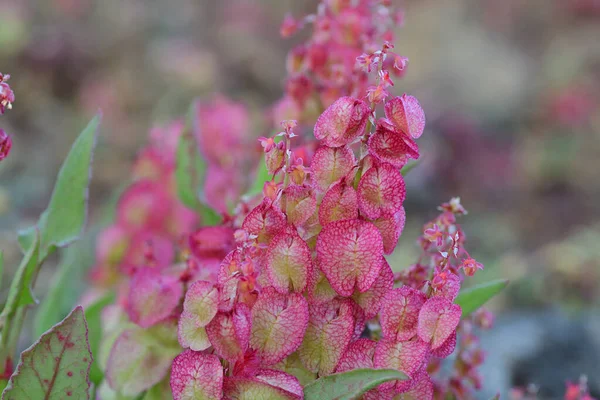 Bladder dock (rumex vesicarius) — Stock Photo, Image