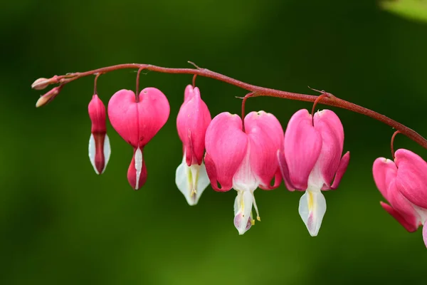 Bleeding heart (dicentra spectabilis)