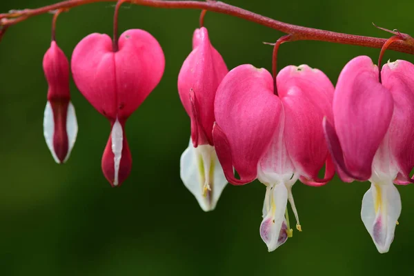 Coeur saignant (Dicentra spectabilis) ) — Photo