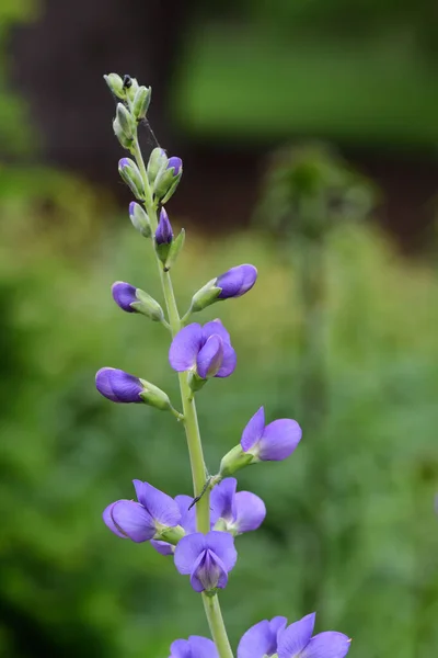 Modrá divokého indiga (Baptisia australis) — Stock fotografie