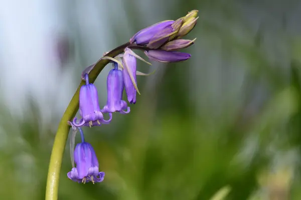 Bluebell (Hyacinthoides não-scripta) — Fotografia de Stock