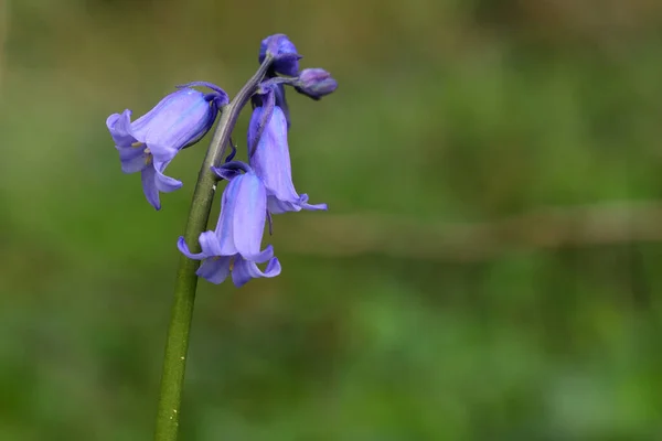 Cloche bleue (hyacinthoides non-scripta) ) — Photo