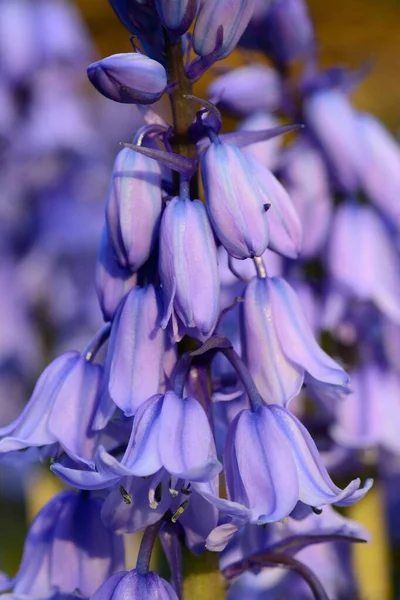 Blåklockor — Stockfoto