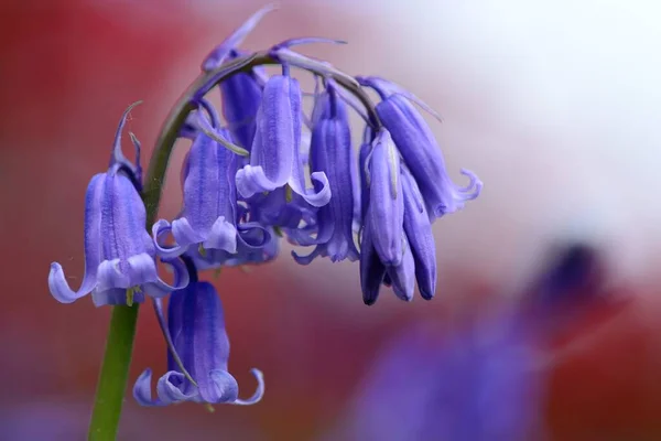 Bluebell flower — Stock Photo, Image