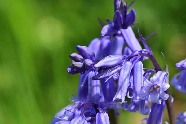 Caramelos azules —  Fotos de Stock