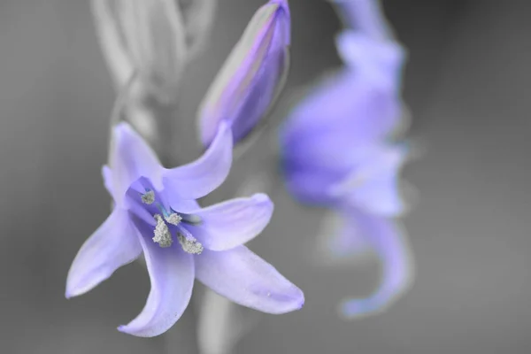 Bluebell (hyacinthoides non scripta) — стоковое фото