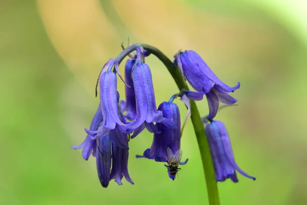 Flor de sino azul — Fotografia de Stock