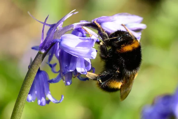Бджола на блакитному фоні — стокове фото