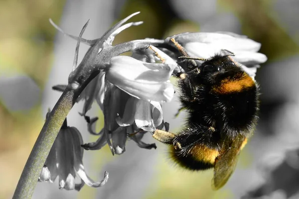 Bumble abeja en un Bluebell — Foto de Stock