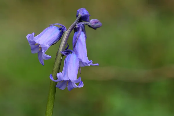 Άνθος του είδους Bluebell (hyacinthoides non-scripta) — Φωτογραφία Αρχείου