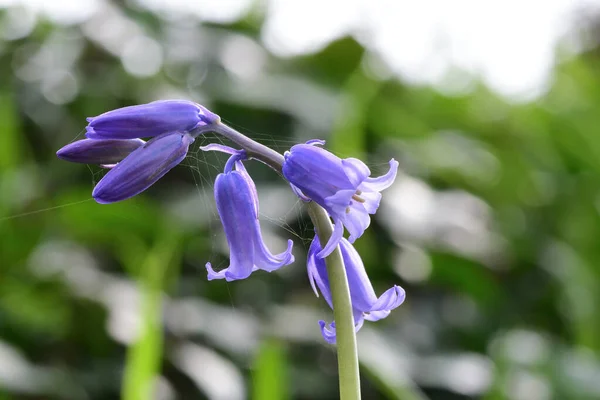 Flor de sino-azul (hyacinthoides non-scripta ) — Fotografia de Stock