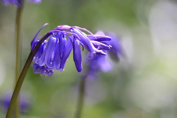 Bluebell comum (hyacinthoides non scripta ) — Fotografia de Stock