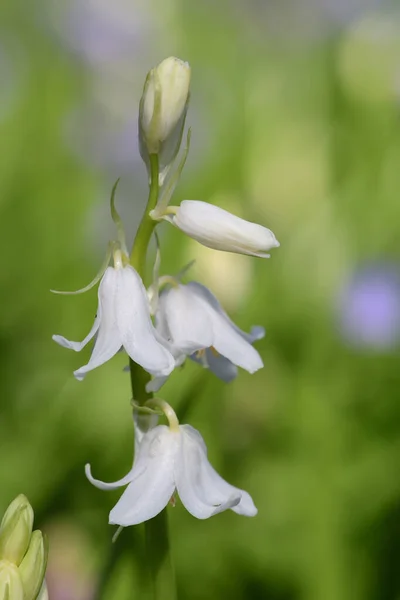 Fleur de cloche blanche (hyacinthoides non-scripta) ) — Photo
