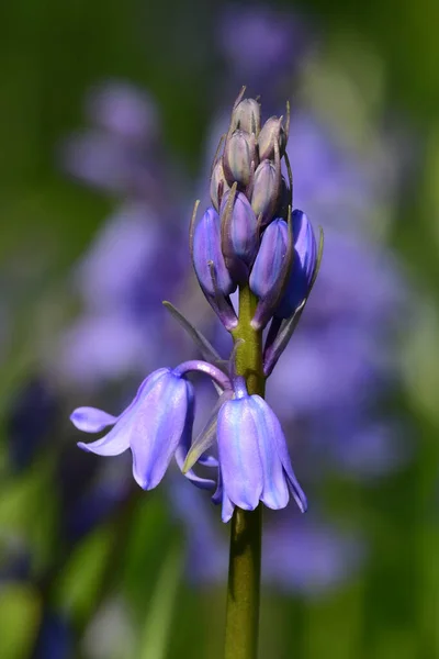 Bluebells (Hyacinthoides 비-scripta) — 스톡 사진