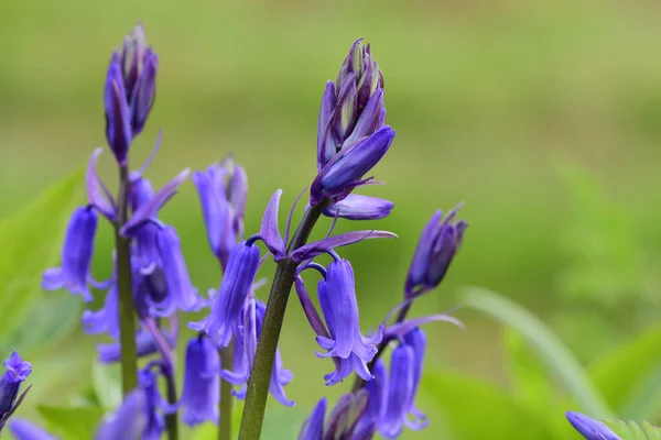 Bleuets (Hyacinthoides non-scripta) ) — Photo