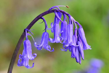 Bluebell (Hyacinthoides olmayan betik)