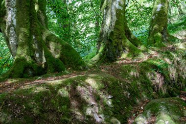 Büyük yaşlı ağaçlar
