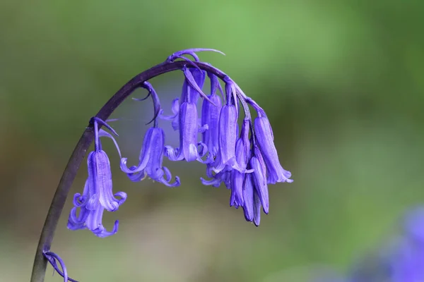 Dzwonek błękitny (Hyacinthoides non-scripta) — Zdjęcie stockowe