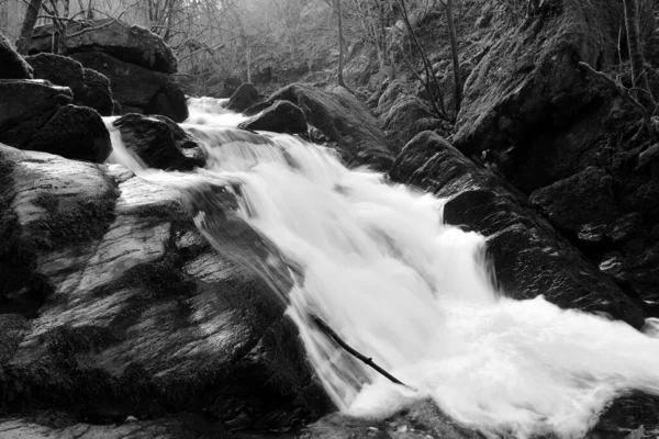 Wasserratten treffen sich in Devon — Stockfoto