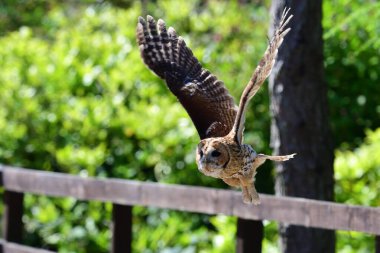 Alaca baykuş (Strix aluco)