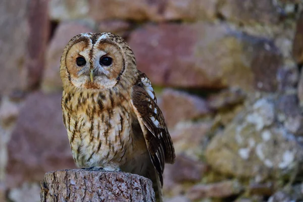 Тай Оул (Strix aluco) ) — стоковое фото