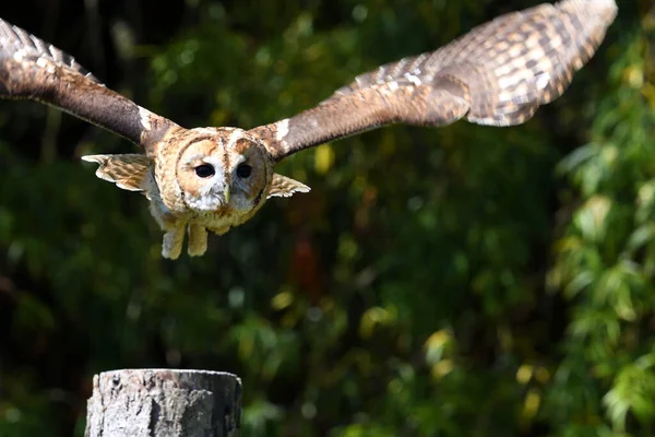 Waldkauz (strix aluco)) — Stockfoto