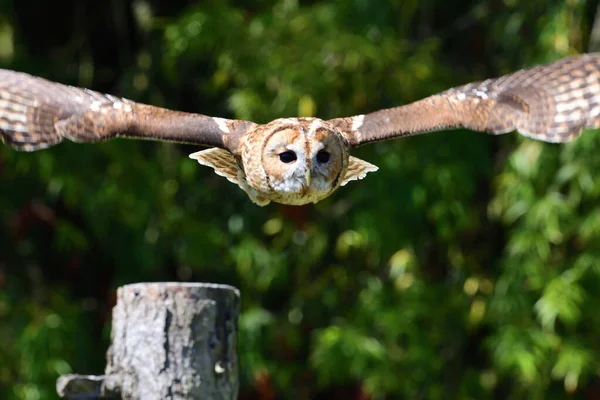 Tawny Coruja (Strix aluco ) — Fotografia de Stock