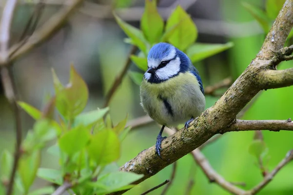 Eurasian blue tit (cyanistes caeruleus) — Stock Photo, Image