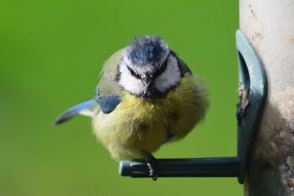 Avrasya mavisi (siyanistes caeruleus) — Stok fotoğraf