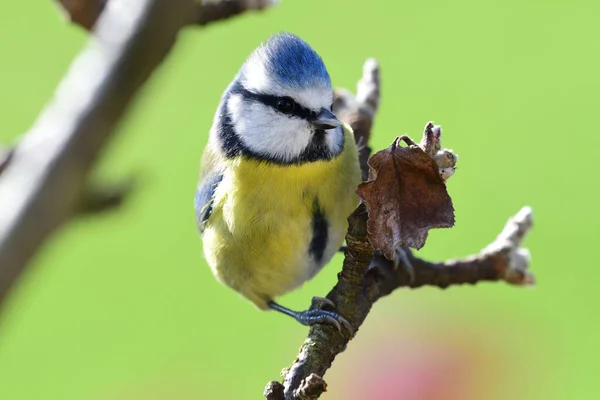 Bluetit (cyanistes caeruleus) — Stock Photo, Image