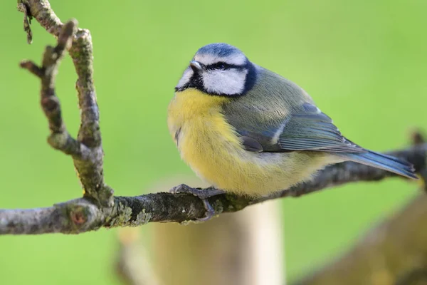 Bluetit (cyanistes caeruleus) — Stock Photo, Image